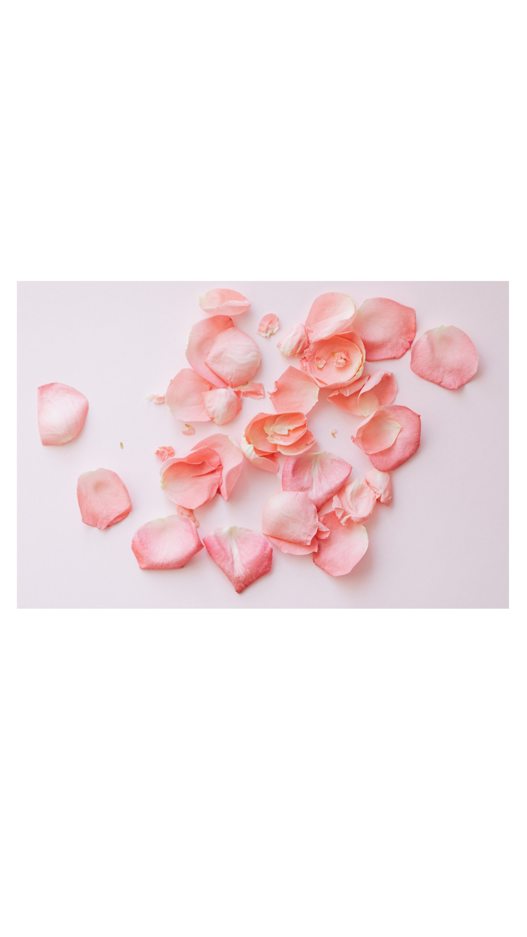 Wedding Confetti - Fresh Rose Petals